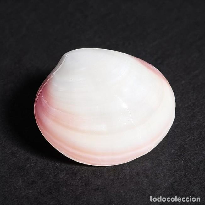Coleccionismo de moluscos: Concha Codakia Tigrina 7cm - Foto 4