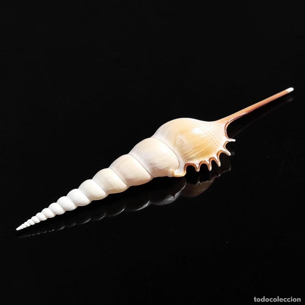 Sammlung von Weichtieren: Caracola marina Tibia Fusus 17cm