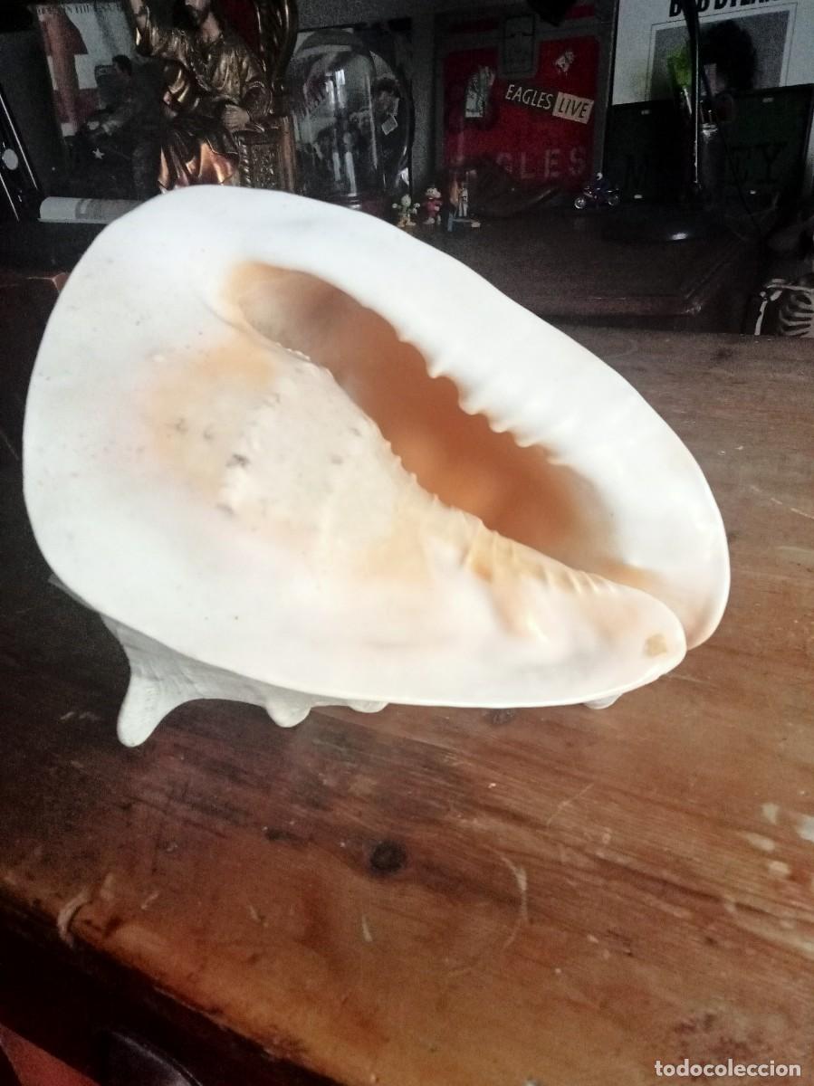 Coleccionismo de moluscos: CARACOLA DE GRAN TAMA&Ntilde;O