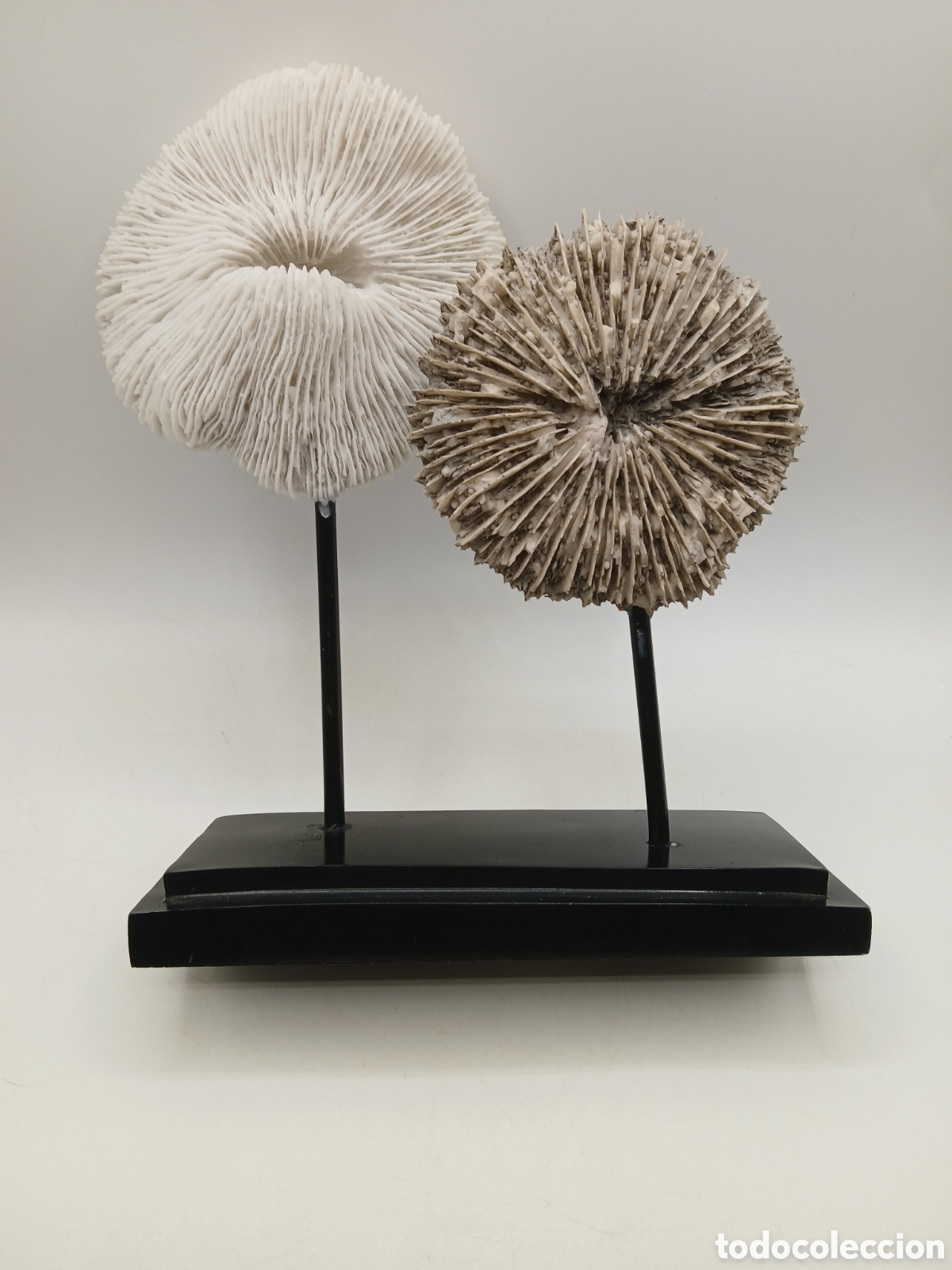 Coleccionismo de moluscos: Coral blanco soporte met&aacute;lico. Decoraci&oacute;n