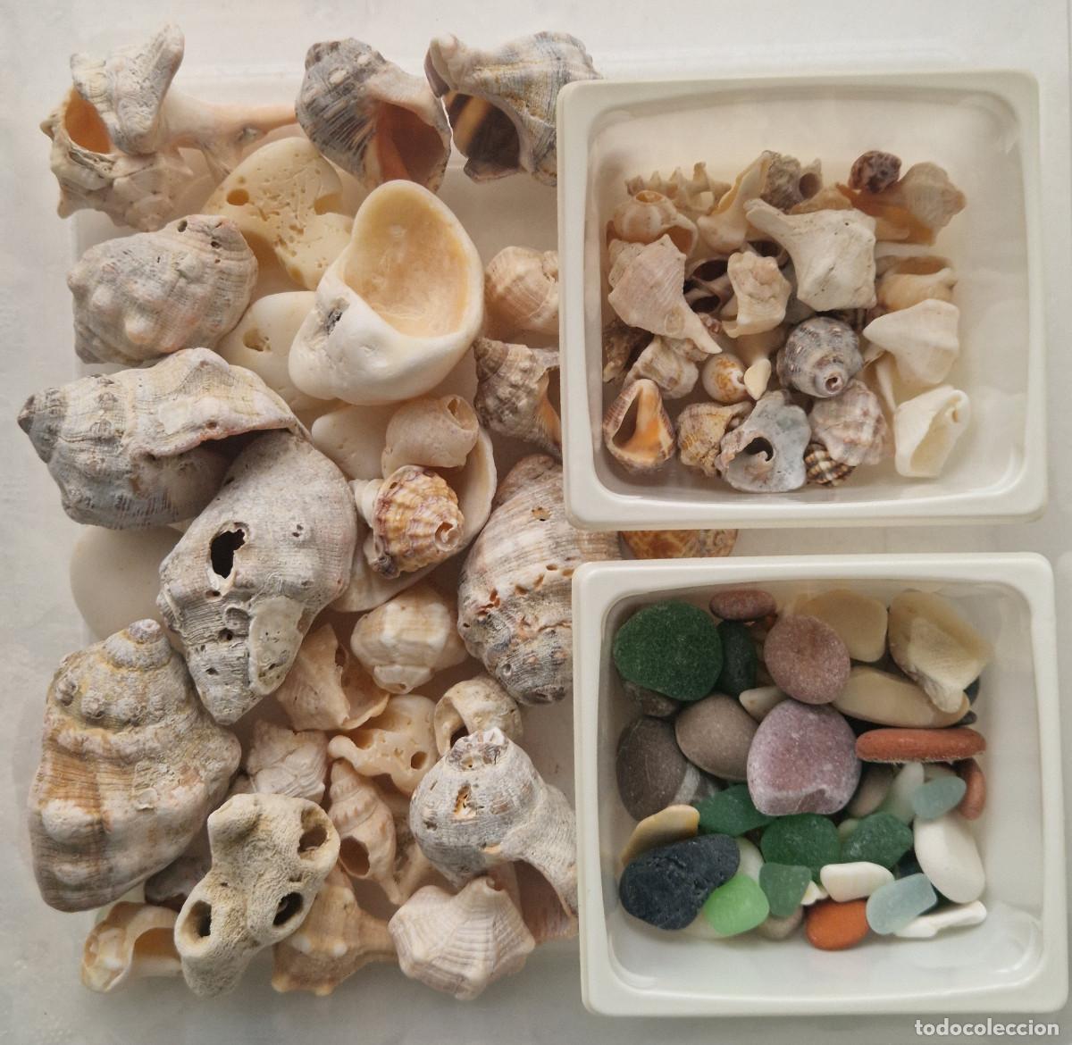 Sammlung von Weichtieren: LOTE DE CONCHAS Y VARIADOS MARINOS. VER FOTOS.