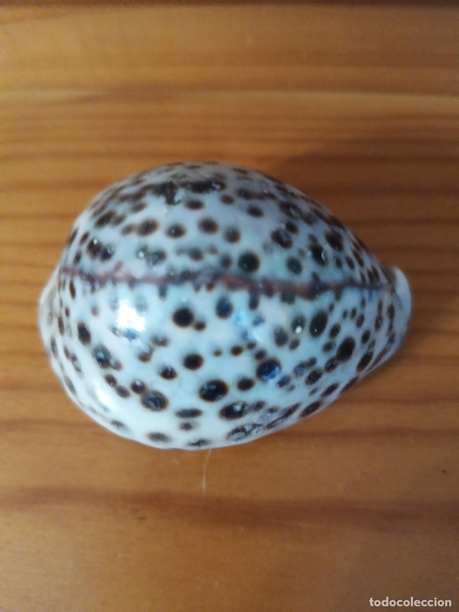 Sammlung von Weichtieren: Caracol Tigre. de aguas tropicales