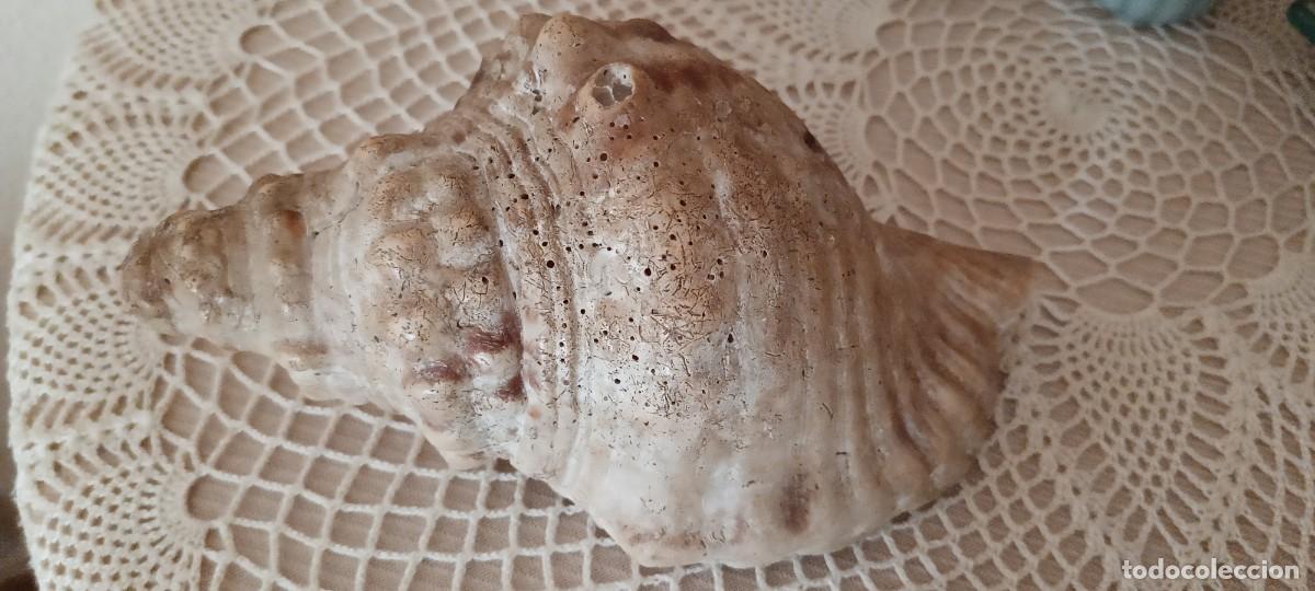 Collezionismo di molluschi: Caracola grande antigua