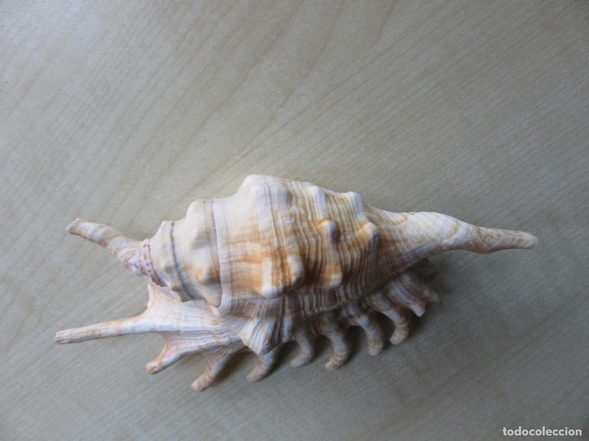 Collectionnisme de mollusques: Bonita concha marina grande Longitud 13,6 cm