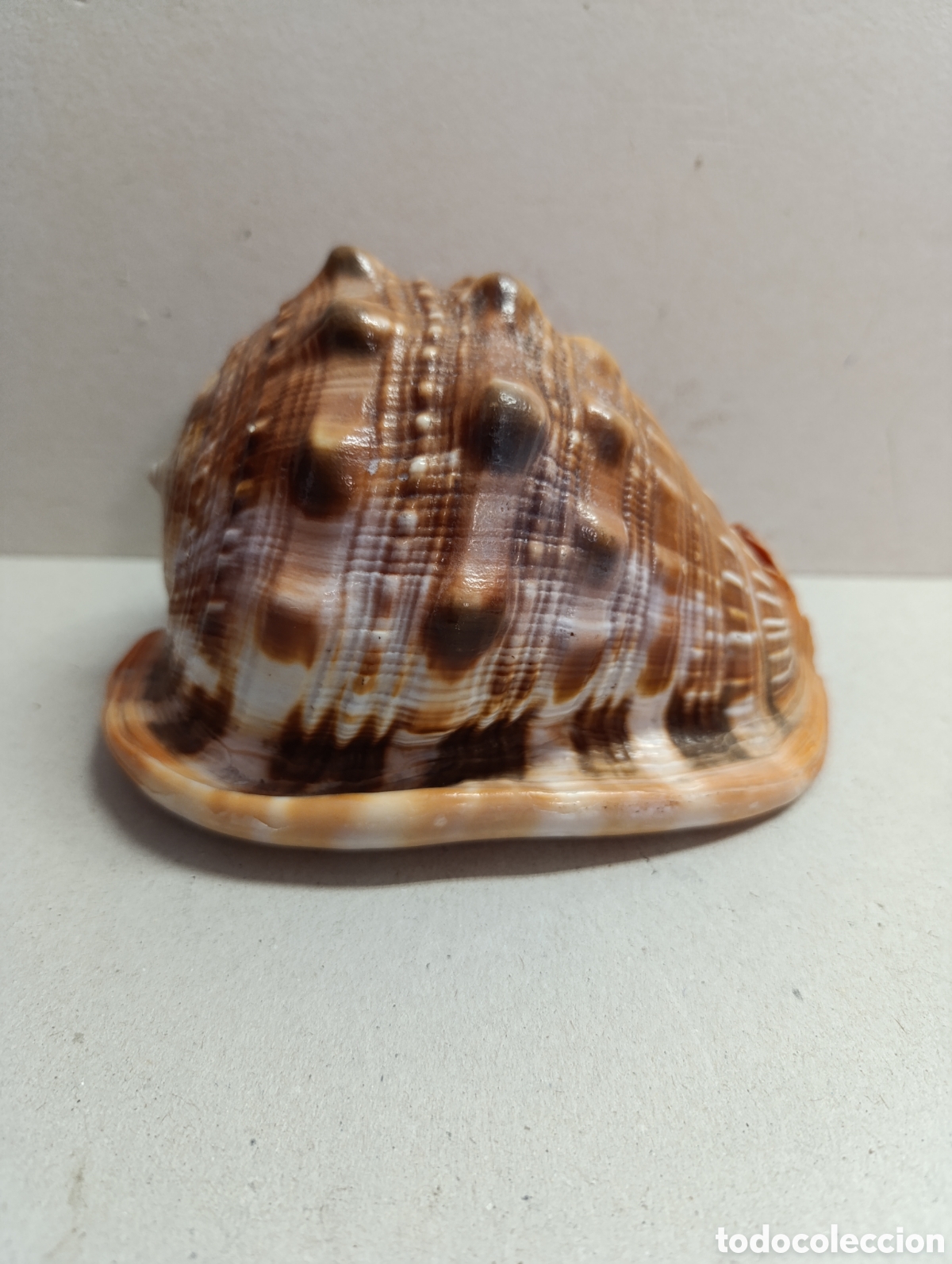 Sammlung von Weichtieren: CONCHA CARACOLA MARINA. 16 CM.
