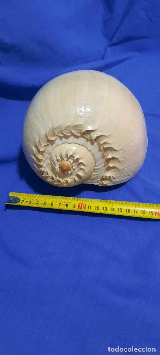 Collectionnisme de mollusques: CARACOLA DE MAR DE GRAN TAMA&Ntilde;O