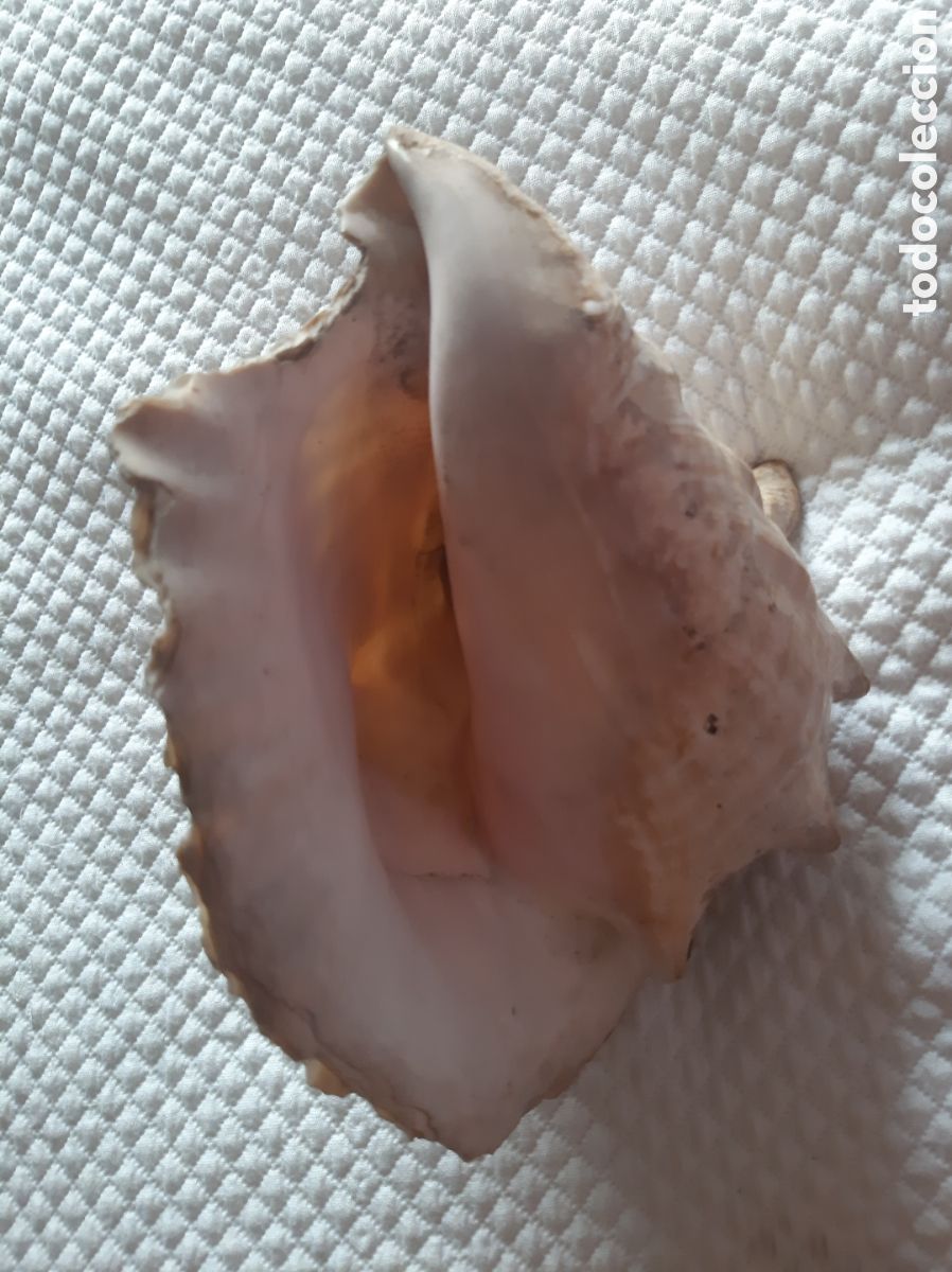 Coleccionismo de moluscos: Caracola de mar natural - Foto 2
