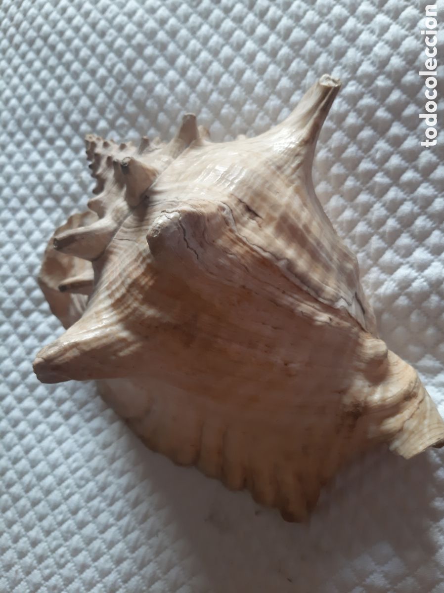 Coleccionismo de moluscos: Caracola de mar natural - Foto 4