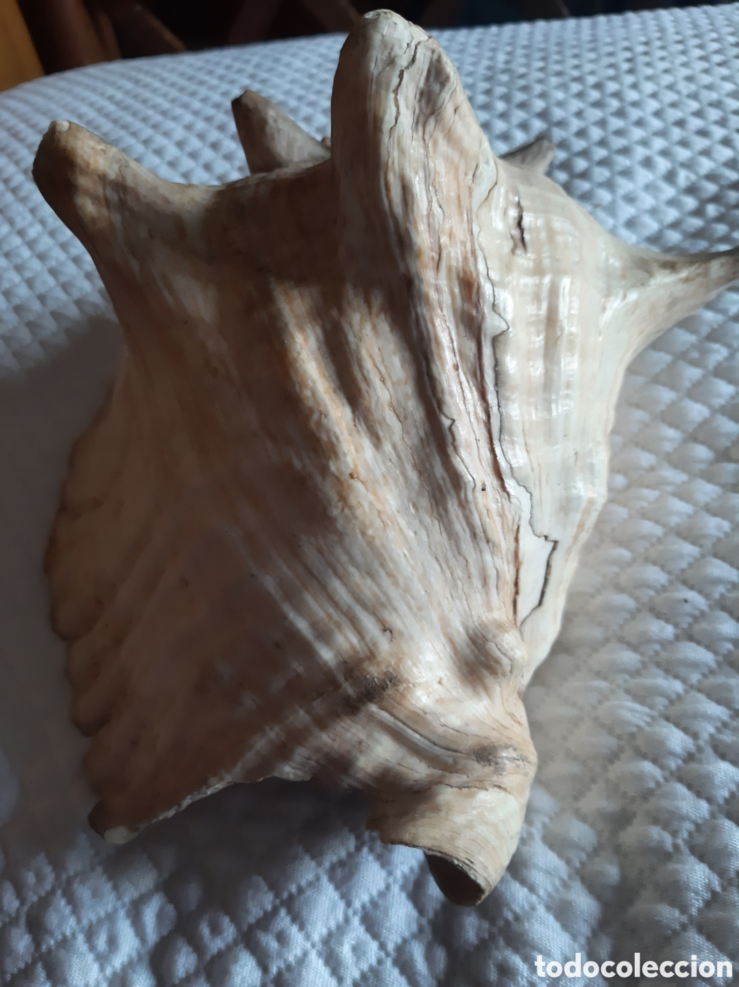 Coleccionismo de moluscos: Caracola de mar natural - Foto 5