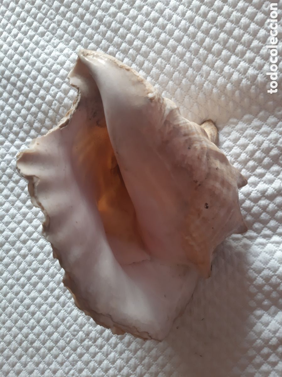Coleccionismo de moluscos: Caracola de mar natural - Foto 3