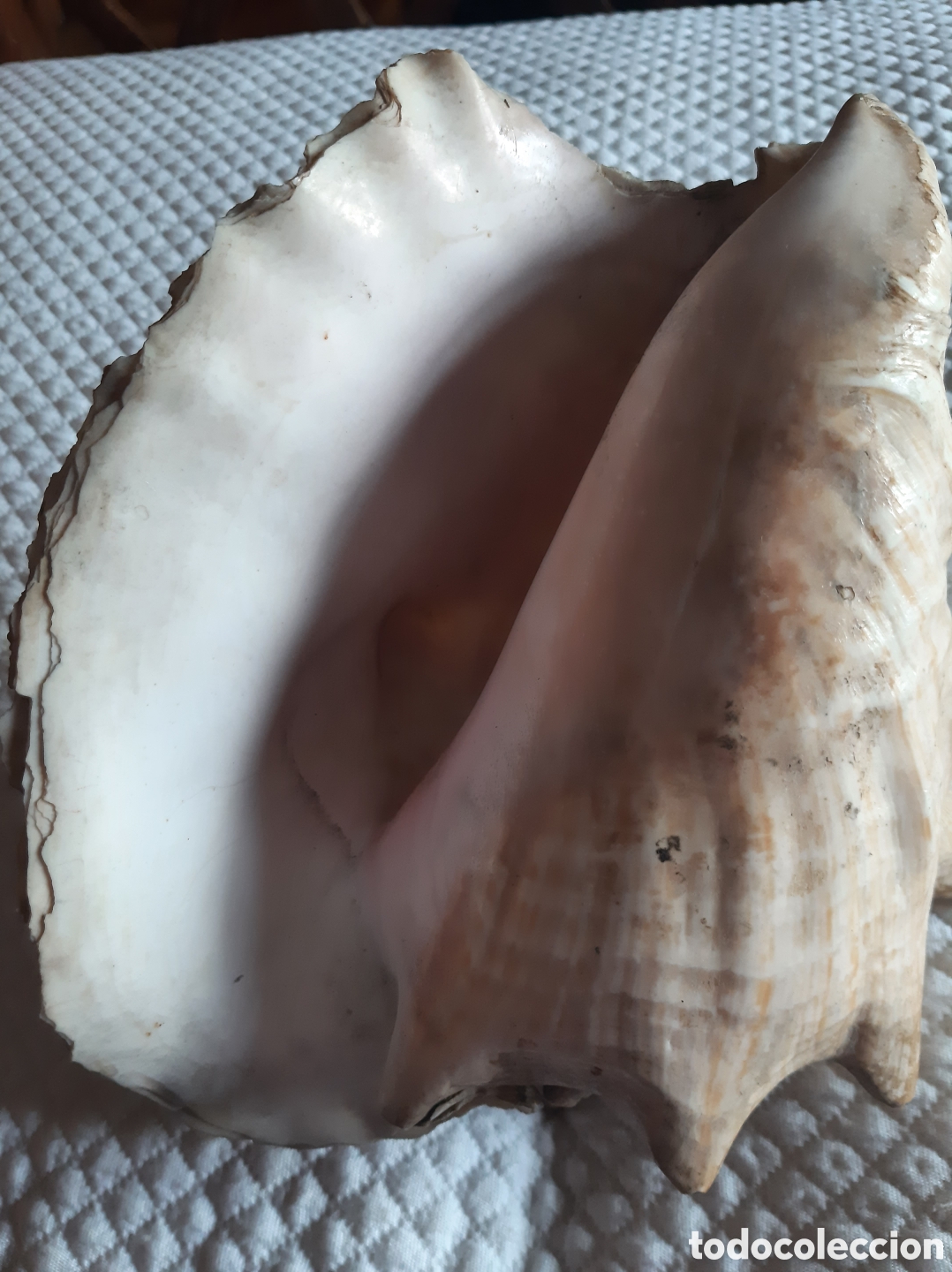 Coleccionismo de moluscos: Caracola de mar natural