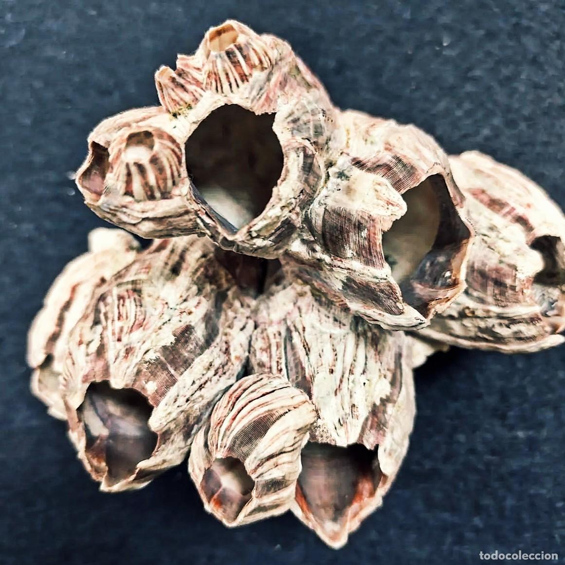 Collectionnisme de mollusques: RAMA DE ANEMONAS CALCAREA NATURAL . MED. 18 X 17 x 12 CMS