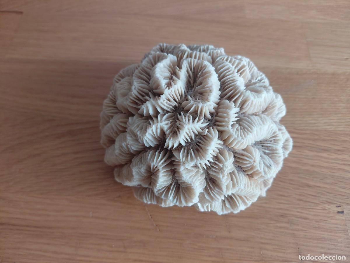 Coleccionismo de moluscos: Precioso Coral -- Blanco -- Duro -- Playa de Cura&ccedil;ao ( Caribe ) -- 600 gm