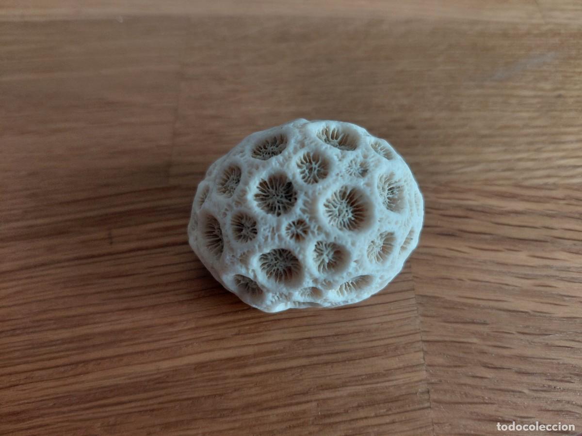 Sammlung von Weichtieren: Precioso Coral -- Blanco -- F&oacute;sil -- Duro -- Playa de Cura&ccedil;ao ( Caribe ) -- 50 gm