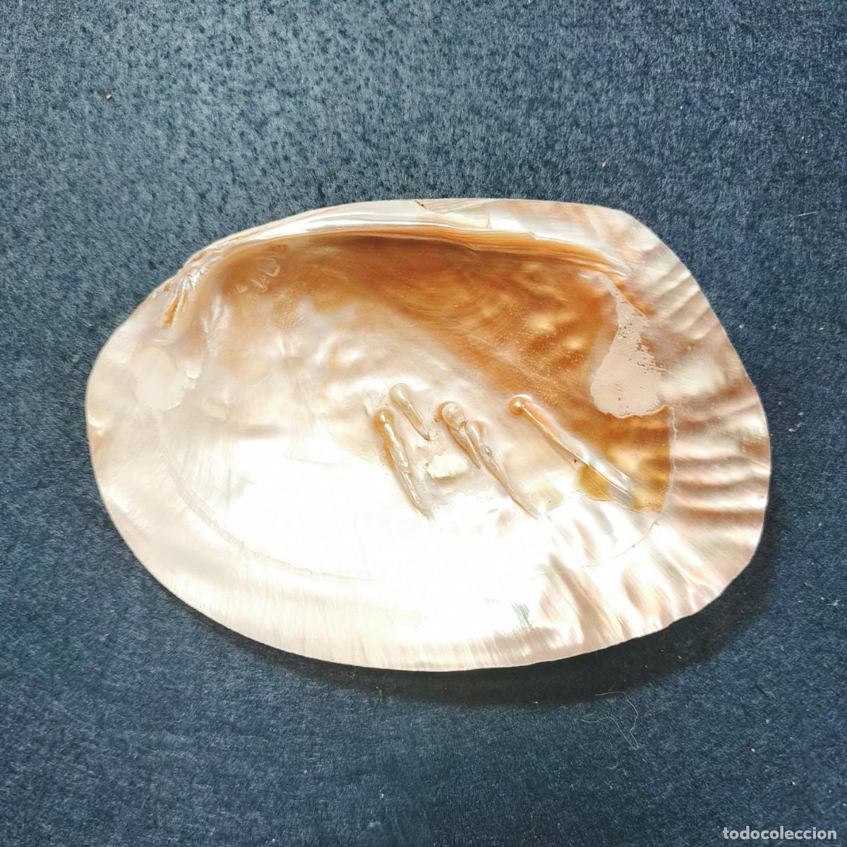 Collectionnisme de mollusques: CONCHA DE MADRE PERLA CON PERLAS. MED. 14,5 X 10,5 CMS.CONCHA NACAR - PERLAS CULTIVADAS