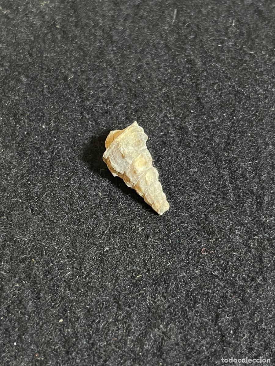 Collectionnisme de mollusques: F&oacute;sil caracol marino antiguo gaster&oacute;podo turritela paleontolog&iacute;a colecci&oacute;n vintage