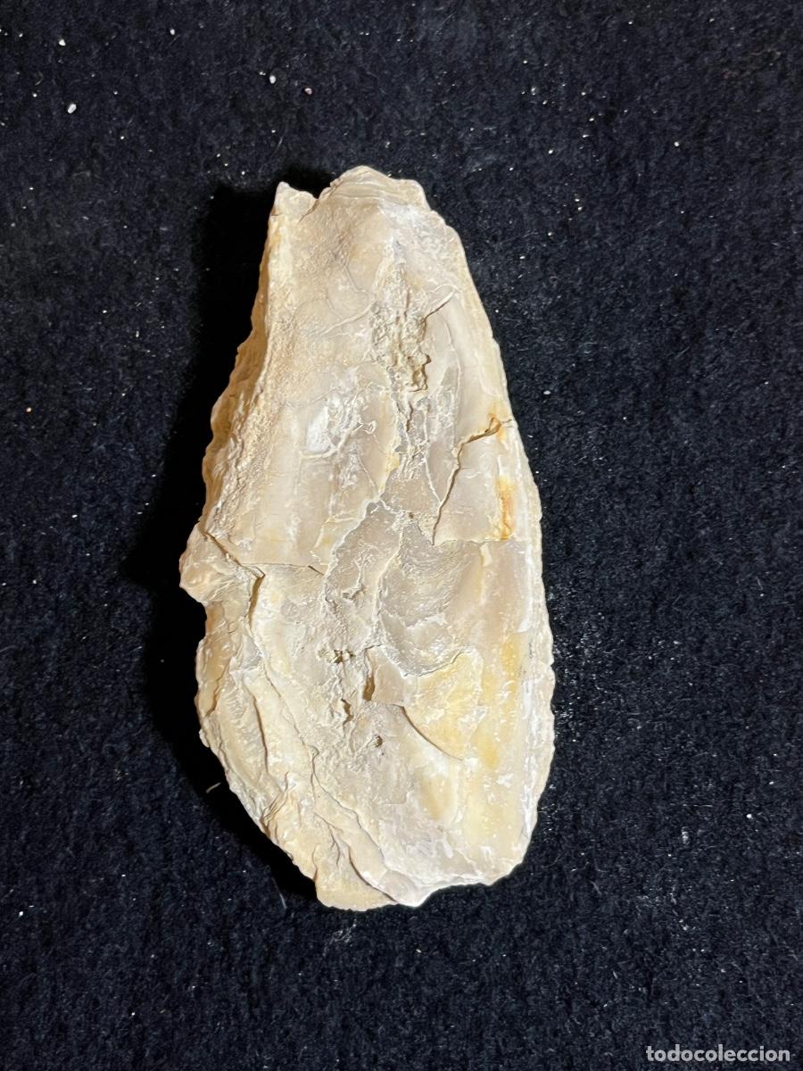 Collectionnisme de mollusques: Ostra f&oacute;sil marina prehist&oacute;rica Crassostrea Pycnodonte paleontolog&iacute;a colecci&oacute;n vintage