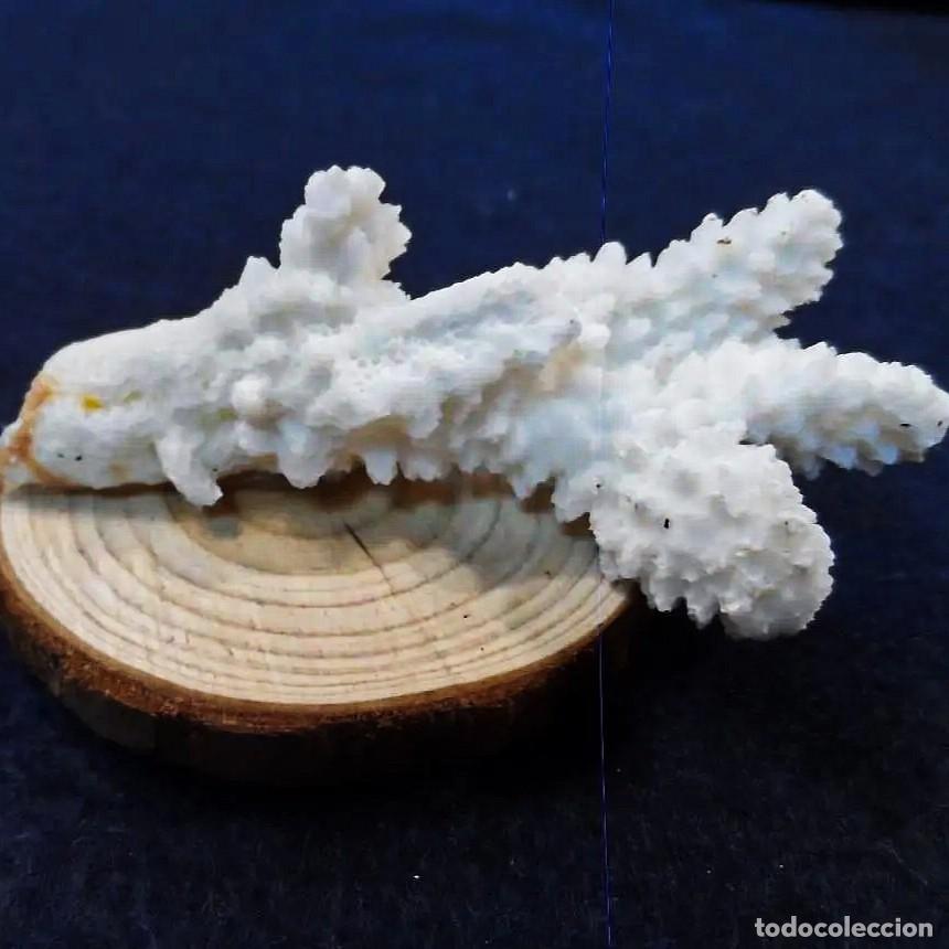 Collectionnisme de mollusques: RAMA DE CORAL BLANCO SOBRE PEANA DE MADERA. MED. 4 X 9 CMS