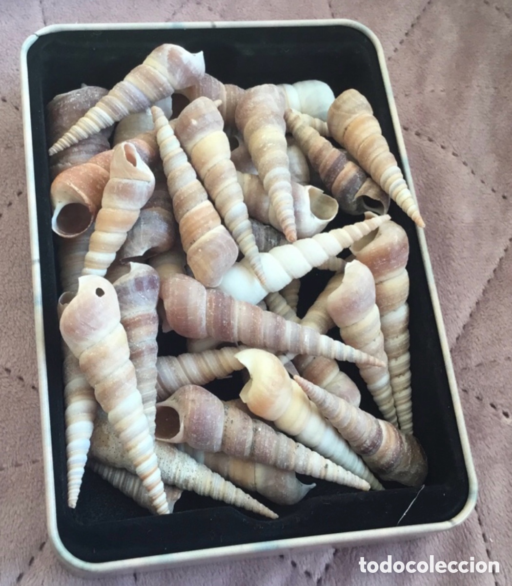 Collectionnisme de mollusques: Turritella lote caracol marino