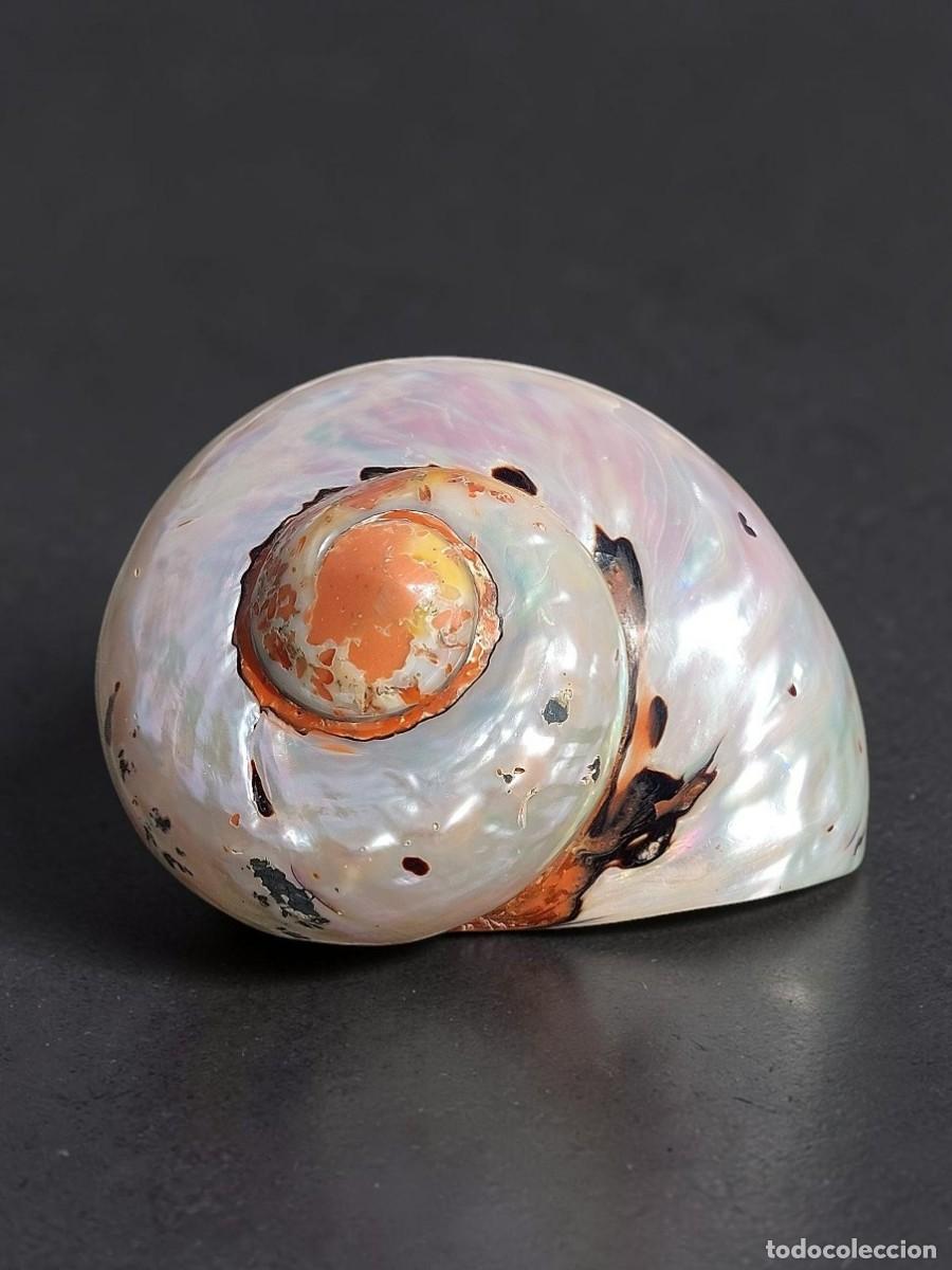 Sammlung von Weichtieren: Concha Turbo Sarmaticus N&aacute;car 10,7cm