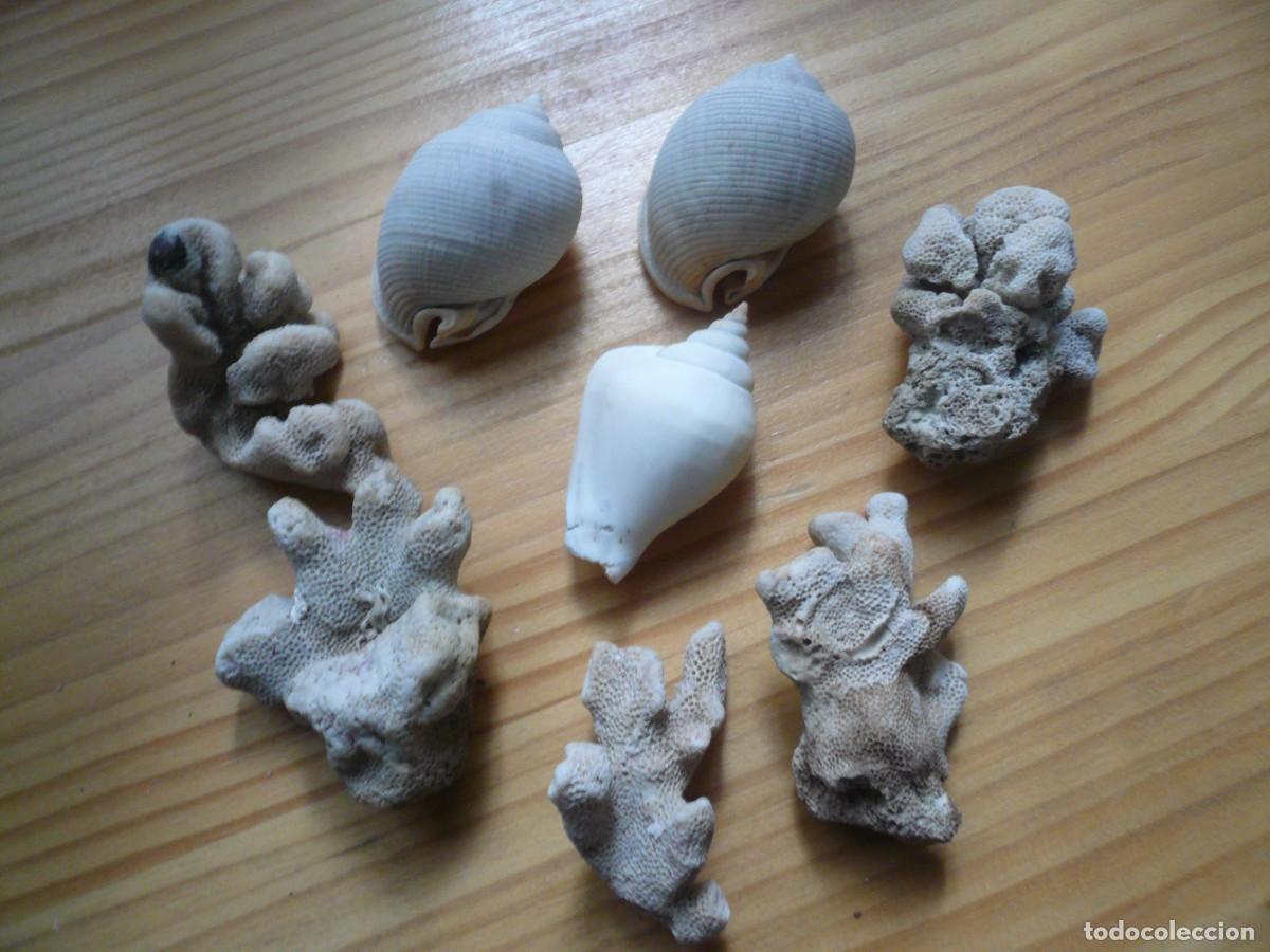Collectionnisme de mollusques: LOTE MALACOLOG&Iacute;A: 3 CARACOLAS Y 5 PIEZAS DE CORAL