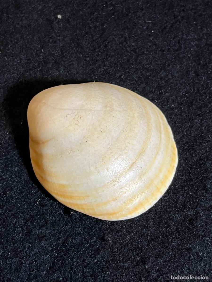 Collectionnisme de mollusques: Concha Marina Natural Vintage Almeja Decoraci&oacute;n Costera Coleccionismo Malacolog&iacute;a