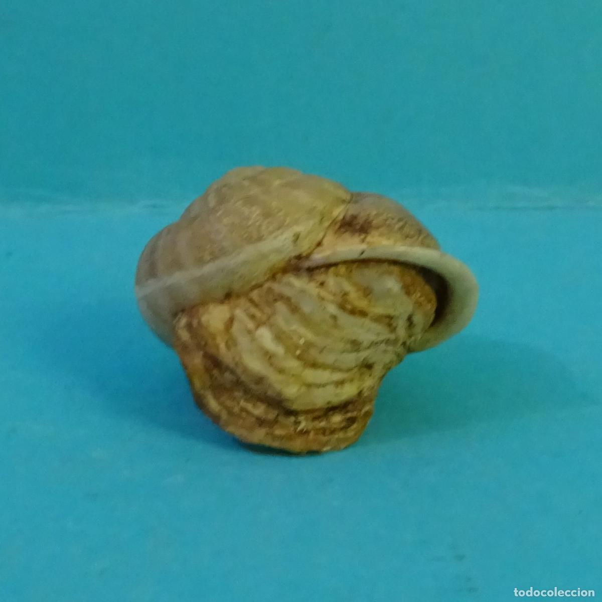 Collectionnisme de mollusques: CAPARAZ&Oacute;N DE CARACOL TERRESTRE CON CRECIMIENTO AN&Oacute;MALO. &iquest;MUTACI&Oacute;N?