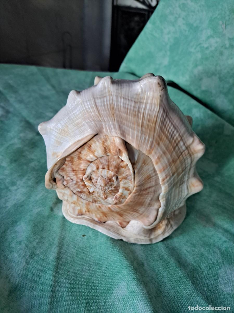 Coleccionismo de moluscos: GRAN CARACOLA DE MAR CASCO ROJO Cypraecassis rufa