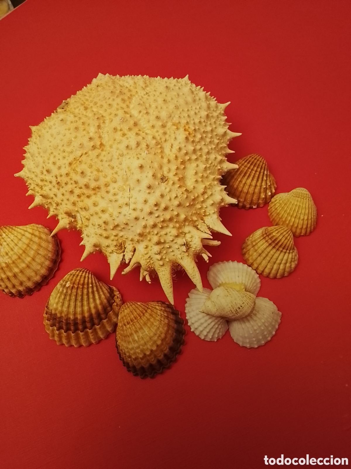 Coleccionismo de moluscos: Caparaz&oacute;n de centollo y conchas .Tal cual - Foto 2