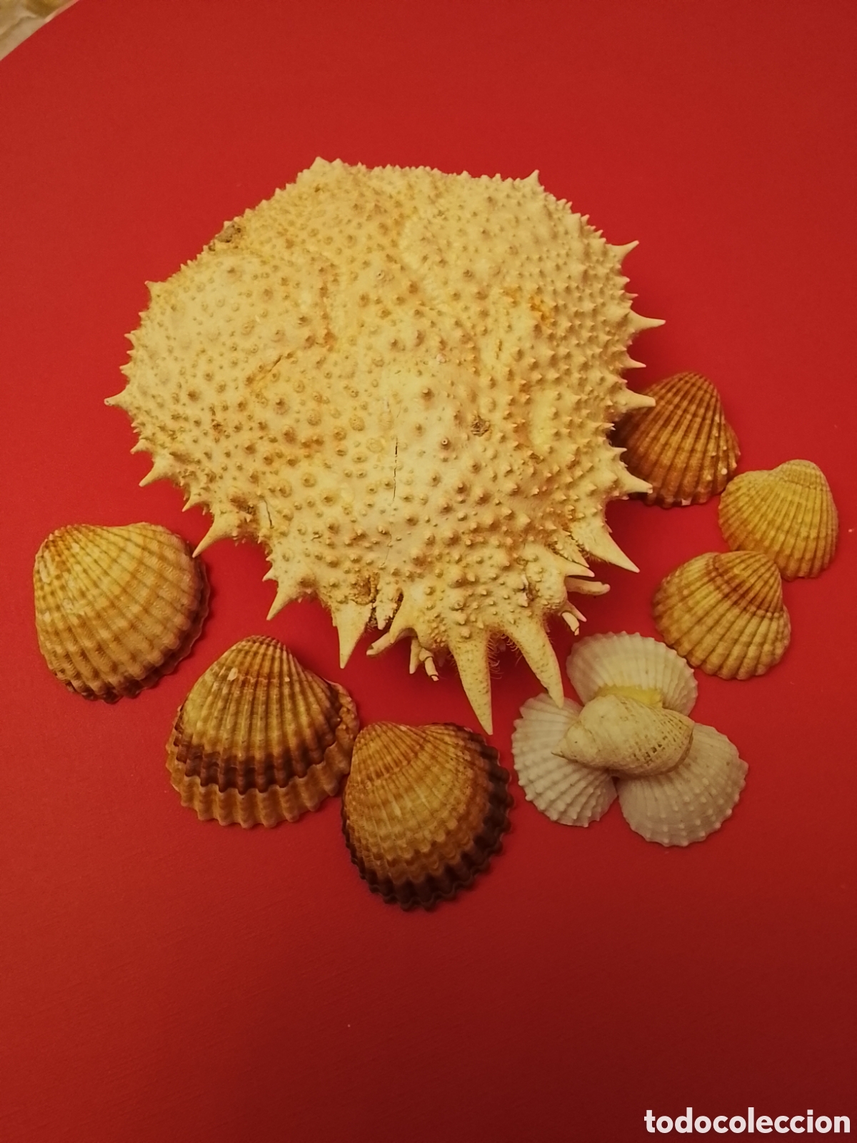 Coleccionismo de moluscos: Caparaz&oacute;n de centollo y conchas .Tal cual - Foto 3