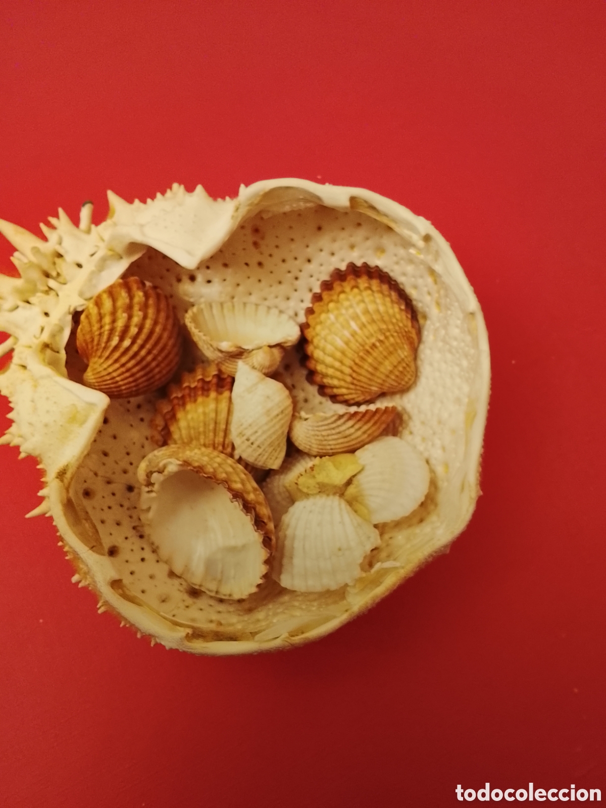 Coleccionismo de moluscos: Caparaz&oacute;n de centollo y conchas .Tal cual