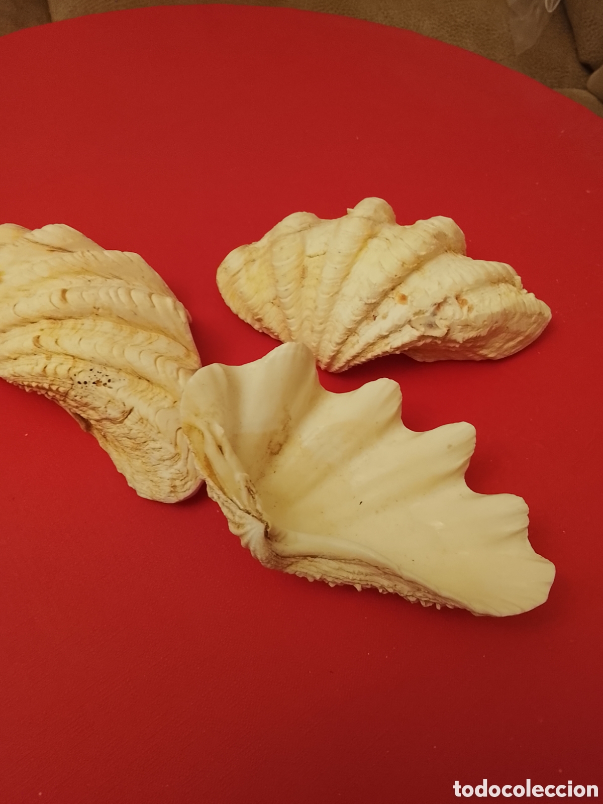 Coleccionismo de moluscos: Lote de conchas ,tama&ntilde;o mediano .Tal cual