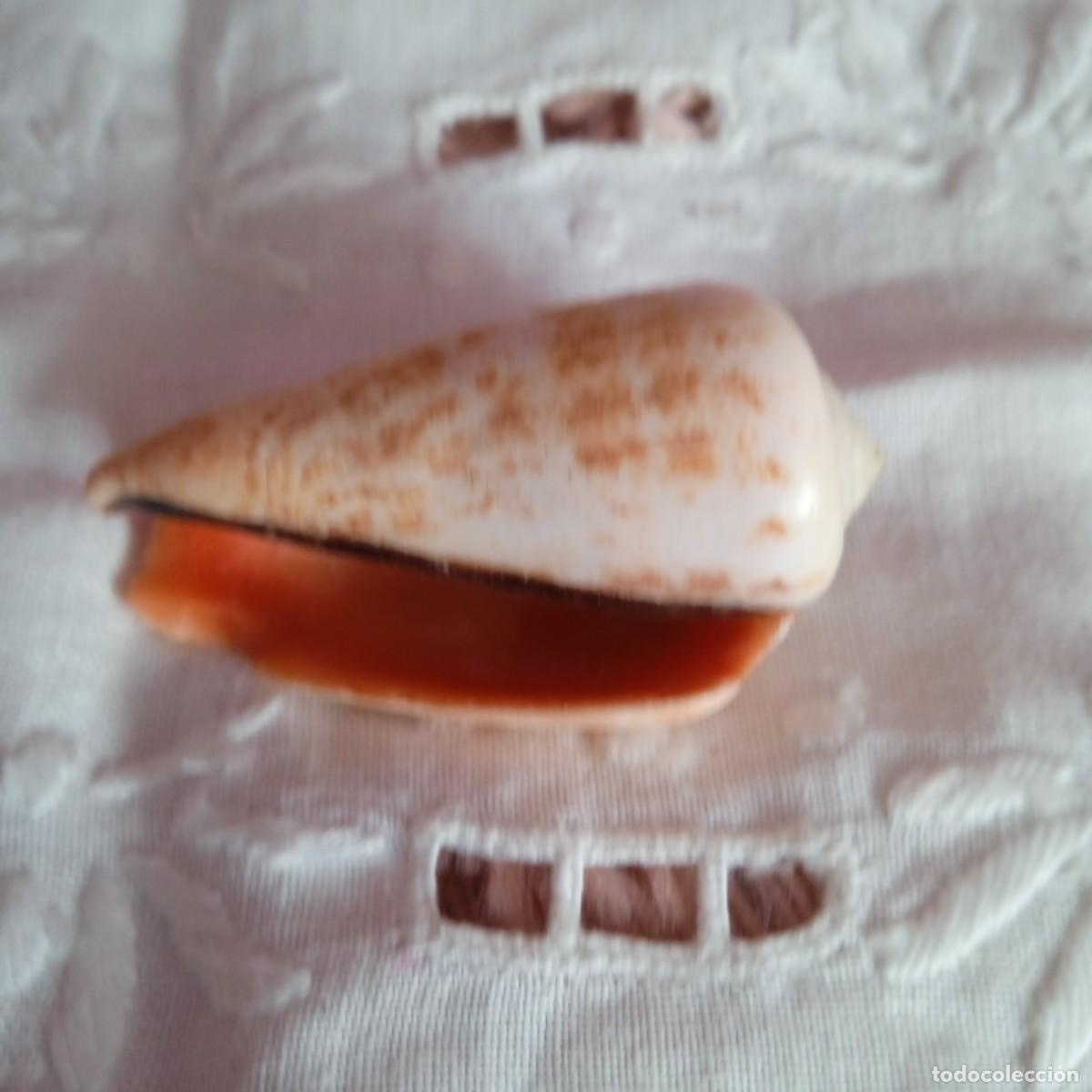 Molluscs collecting: CONCHA DE MAR PEQUE&Ntilde;A DE LOS A&Ntilde;OS 80