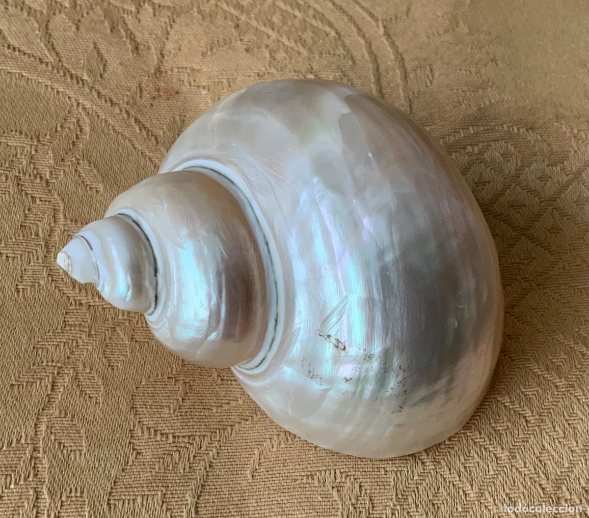 Coleccionismo de moluscos: CARACOLA DE NACAR, CONCHA TURBO