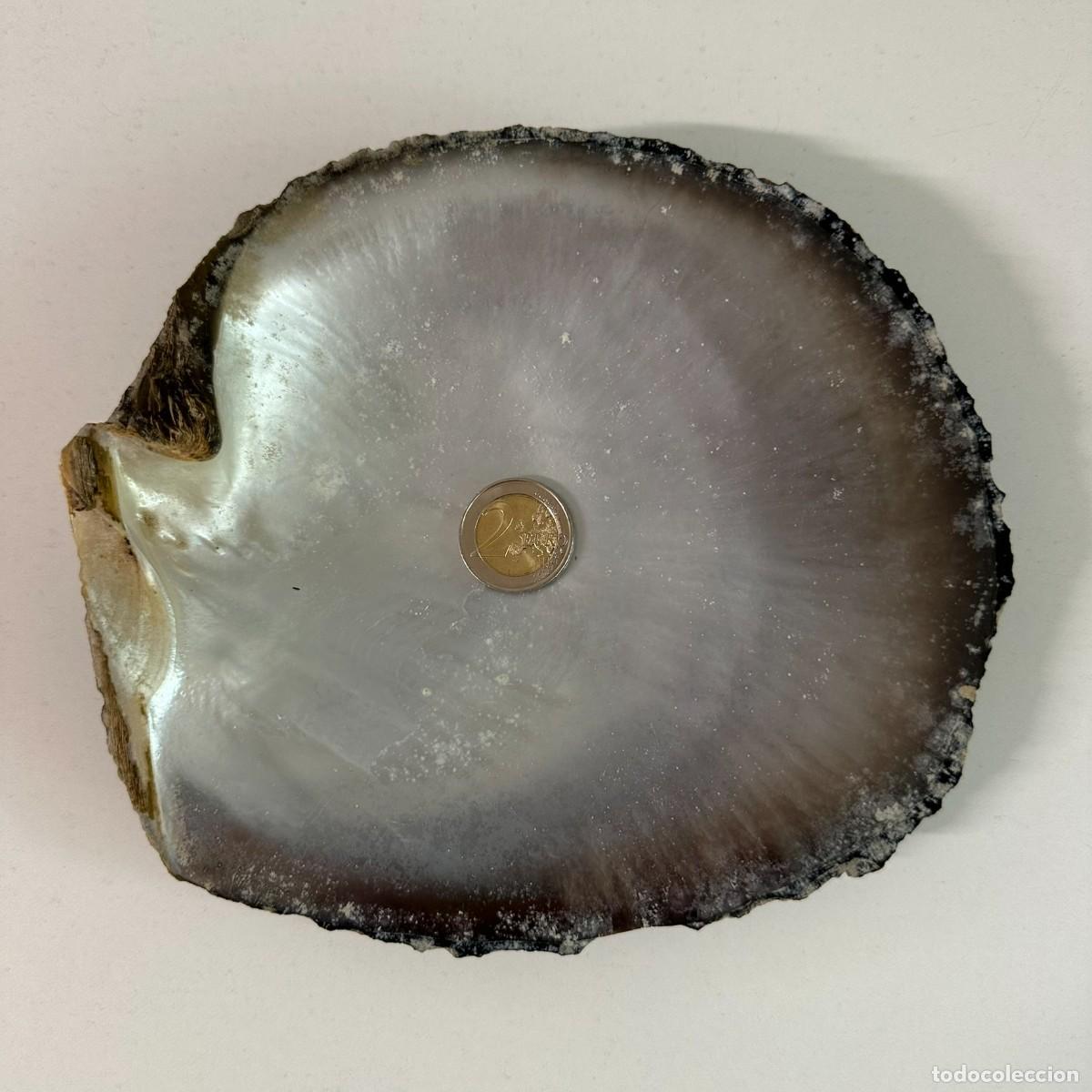 Coleccionismo de moluscos: Madreperla 18x17 cm Pinctada margaritifera