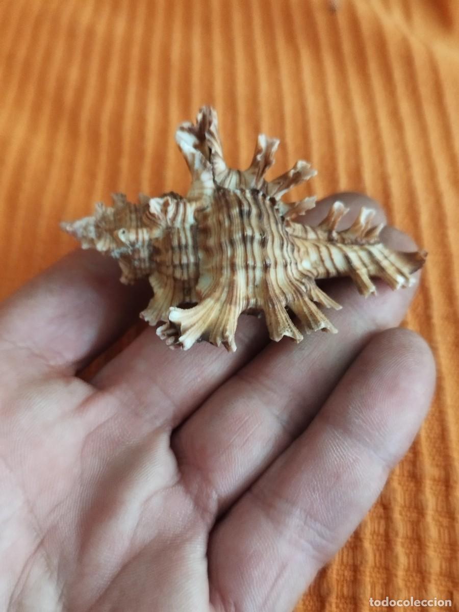 Coleccionismo de moluscos: Concha Muricidae, murex.