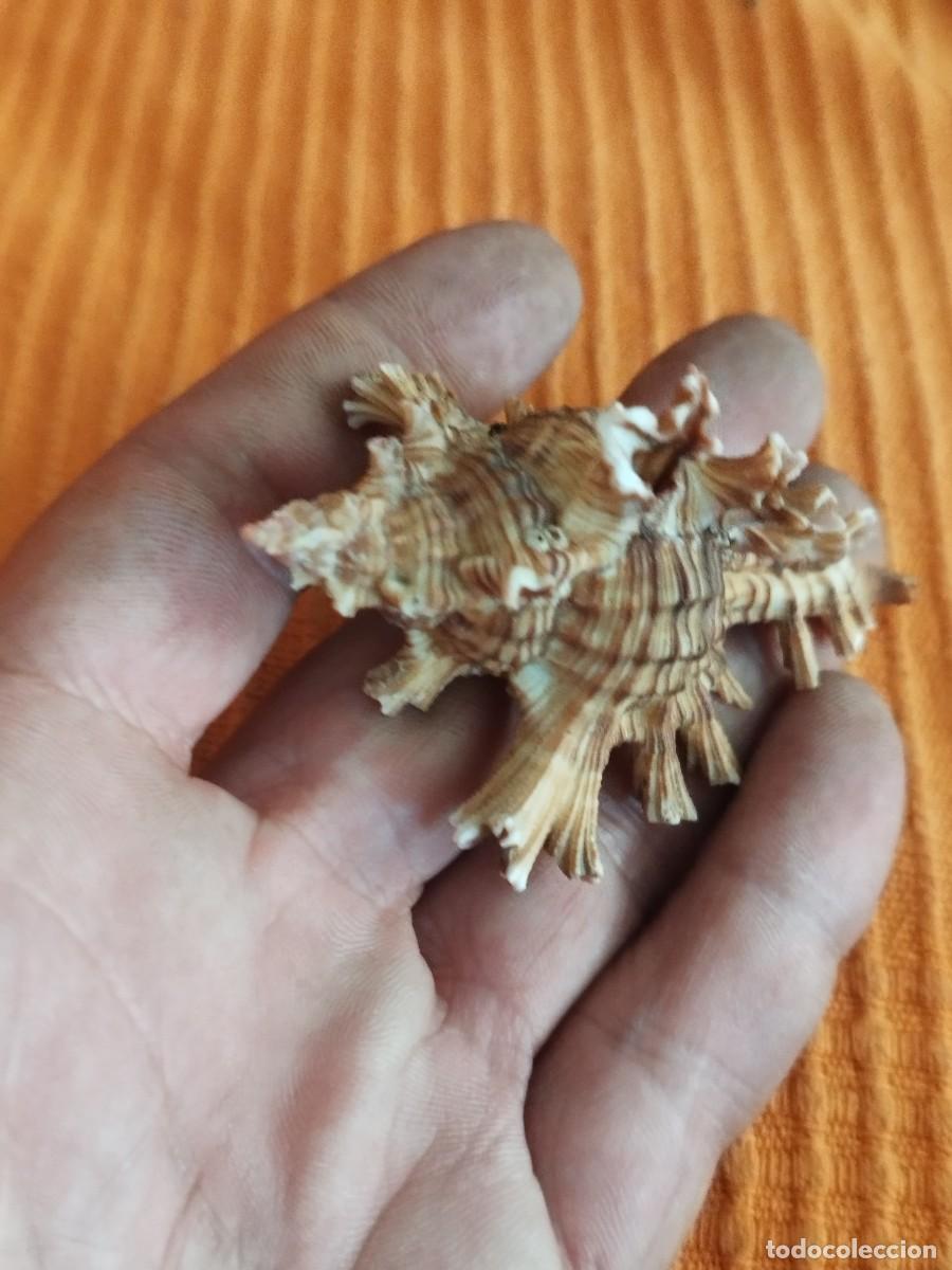 Coleccionismo de moluscos: Concha Muricidae, murex. - Foto 2