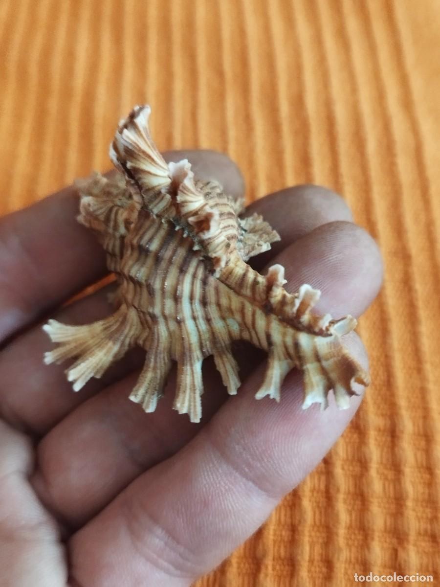 Coleccionismo de moluscos: Concha Muricidae, murex. - Foto 3