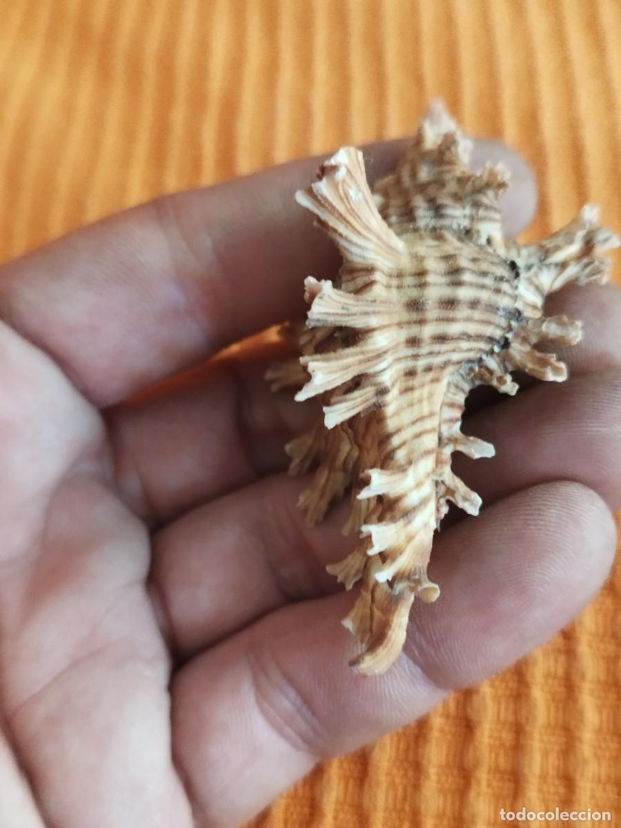 Coleccionismo de moluscos: Concha Muricidae, murex. - Foto 4