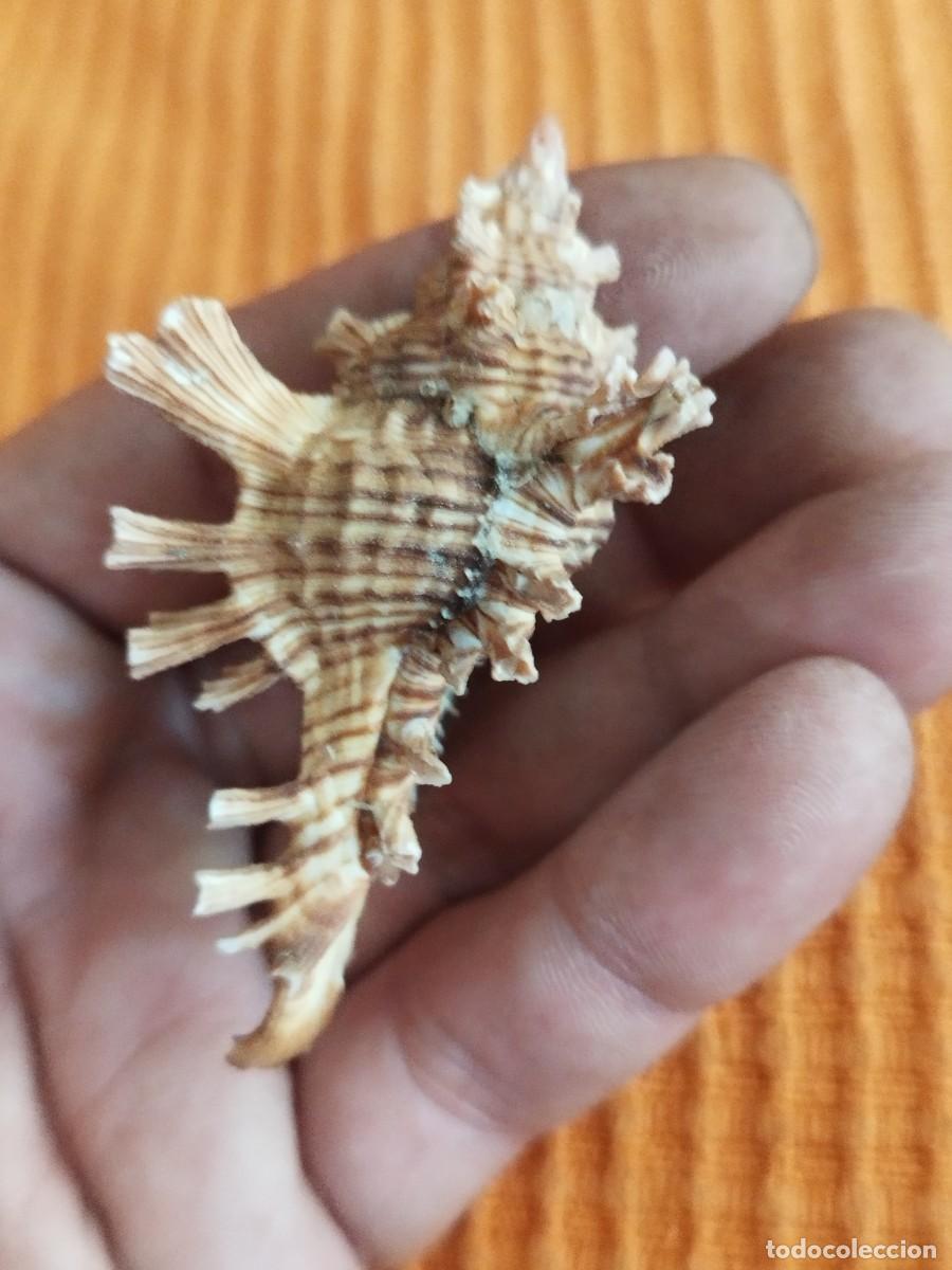 Coleccionismo de moluscos: Concha Muricidae, murex. - Foto 5