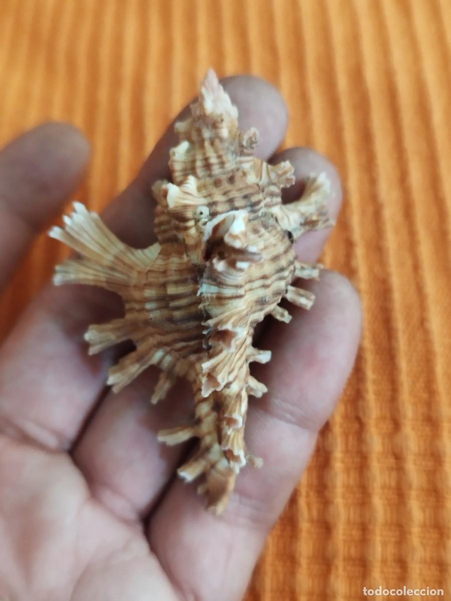 Coleccionismo de moluscos: Concha Muricidae, murex. - Foto 6