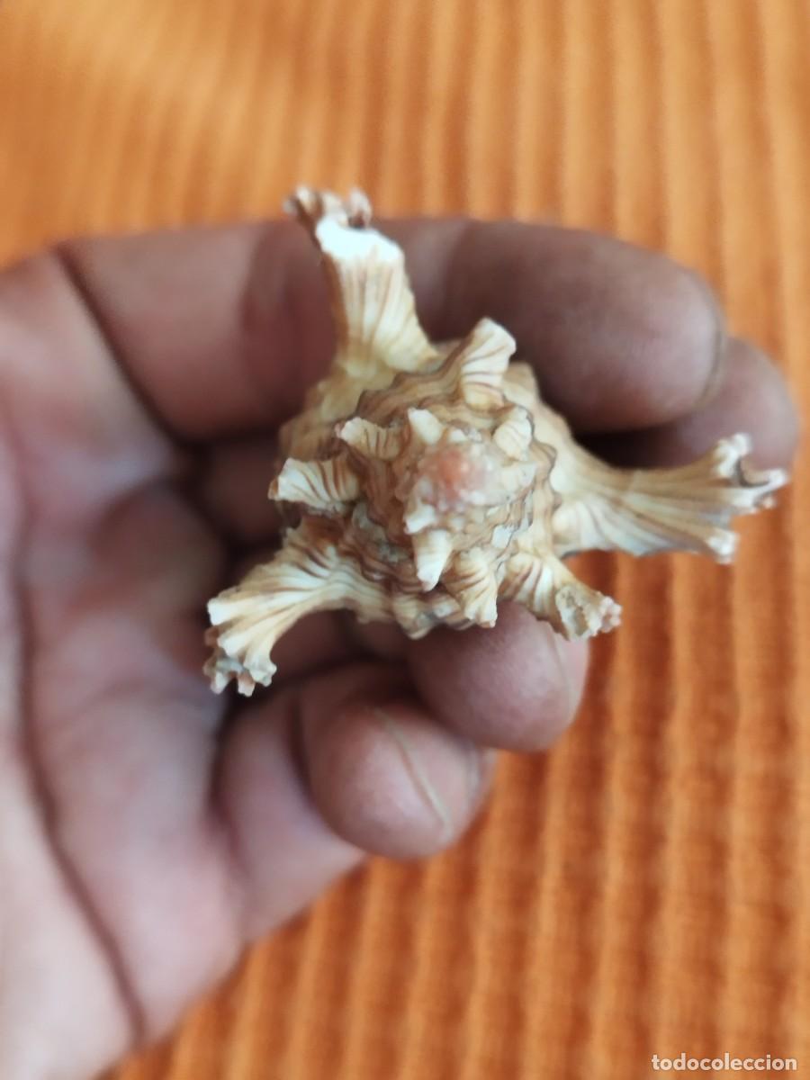 Coleccionismo de moluscos: Concha Muricidae, murex. - Foto 7