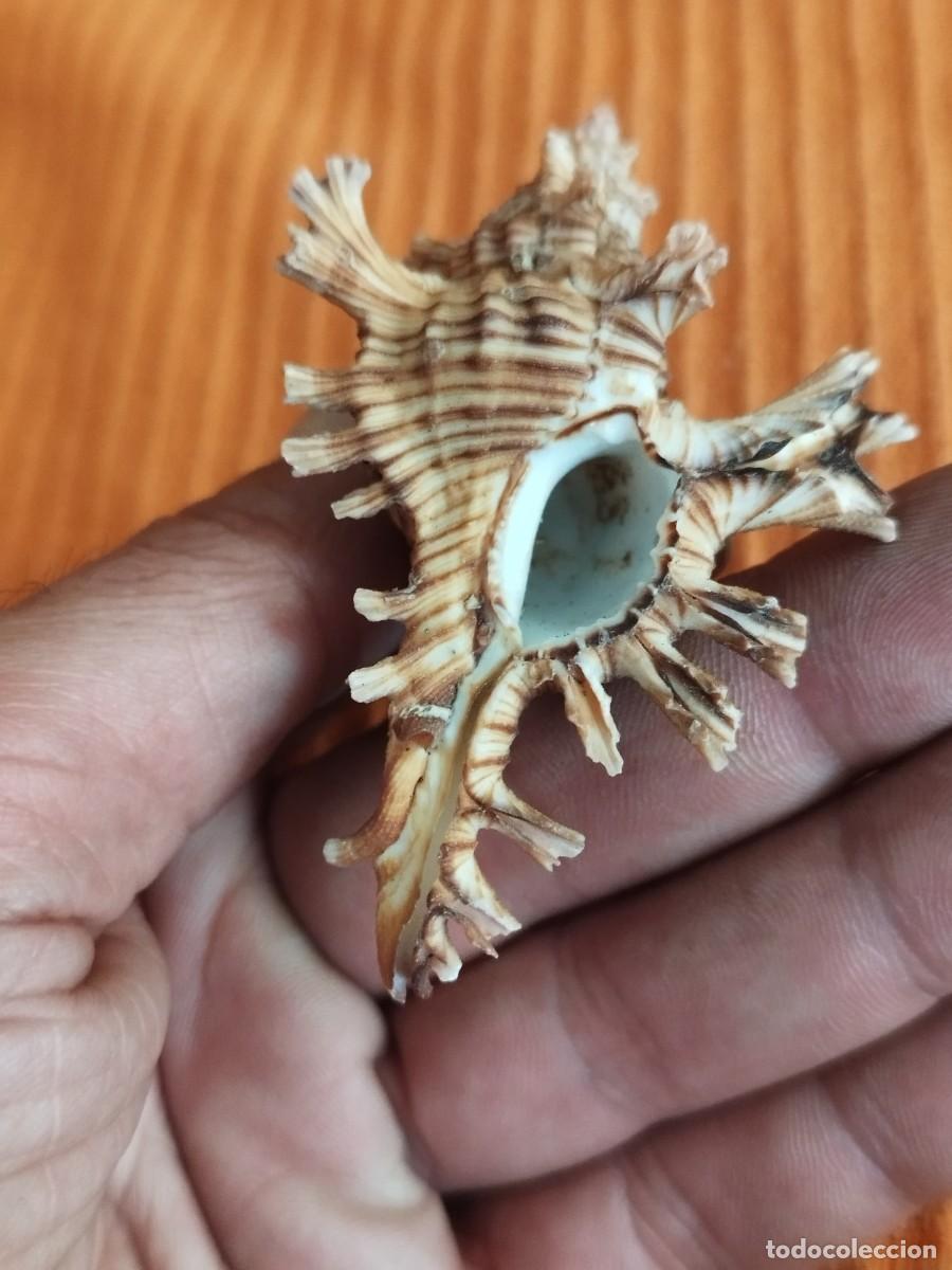 Coleccionismo de moluscos: Concha Muricidae, murex. - Foto 8