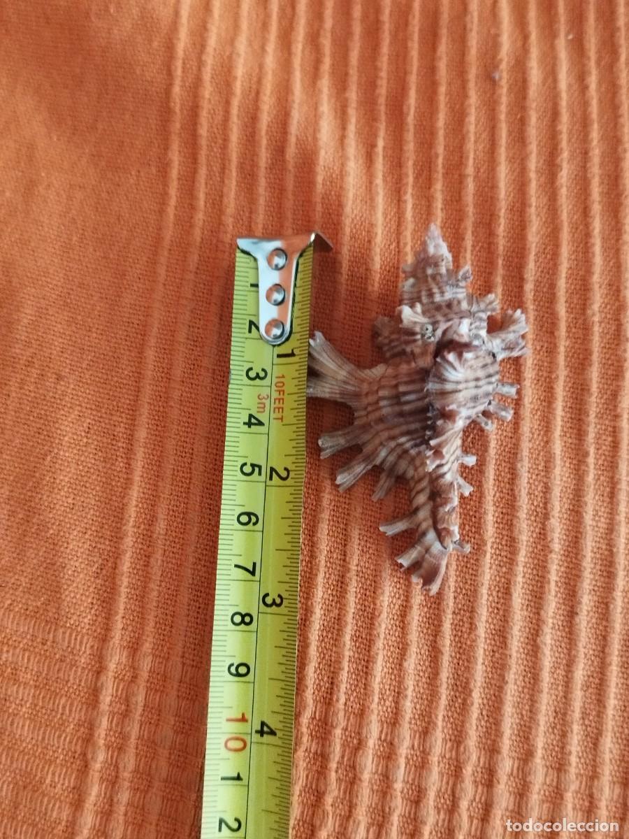 Coleccionismo de moluscos: Concha Muricidae, murex. - Foto 9