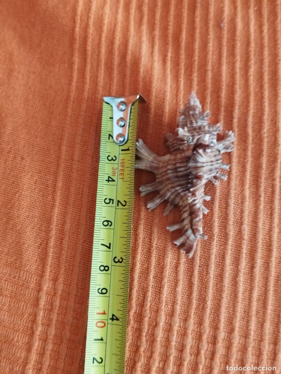 Coleccionismo de moluscos: Concha Muricidae, murex. - Foto 10