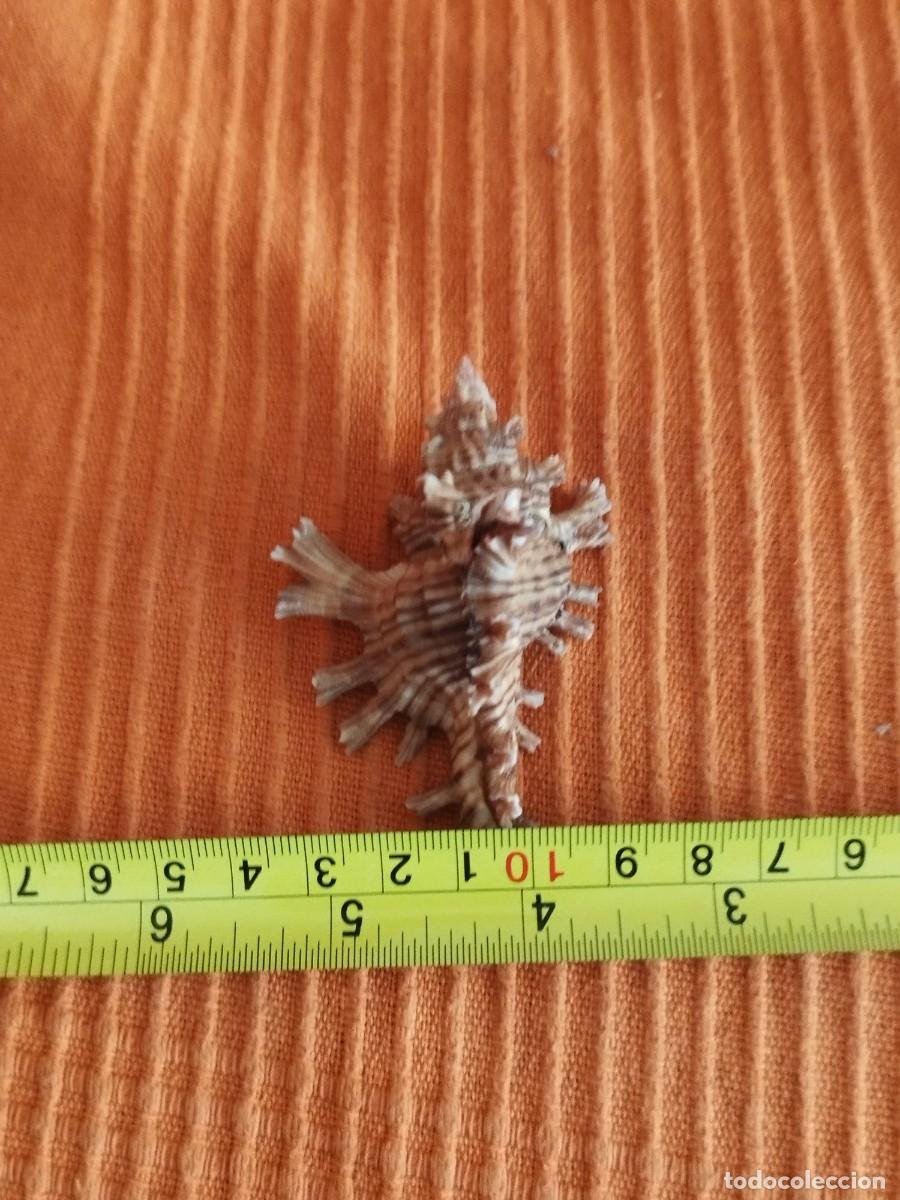 Coleccionismo de moluscos: Concha Muricidae, murex. - Foto 11