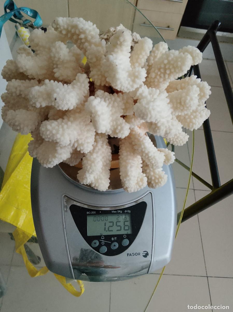Coleccionismo de moluscos: Esqueleto coral blanco 1,2 kilos, 23x12x12 cent&iacute;metros