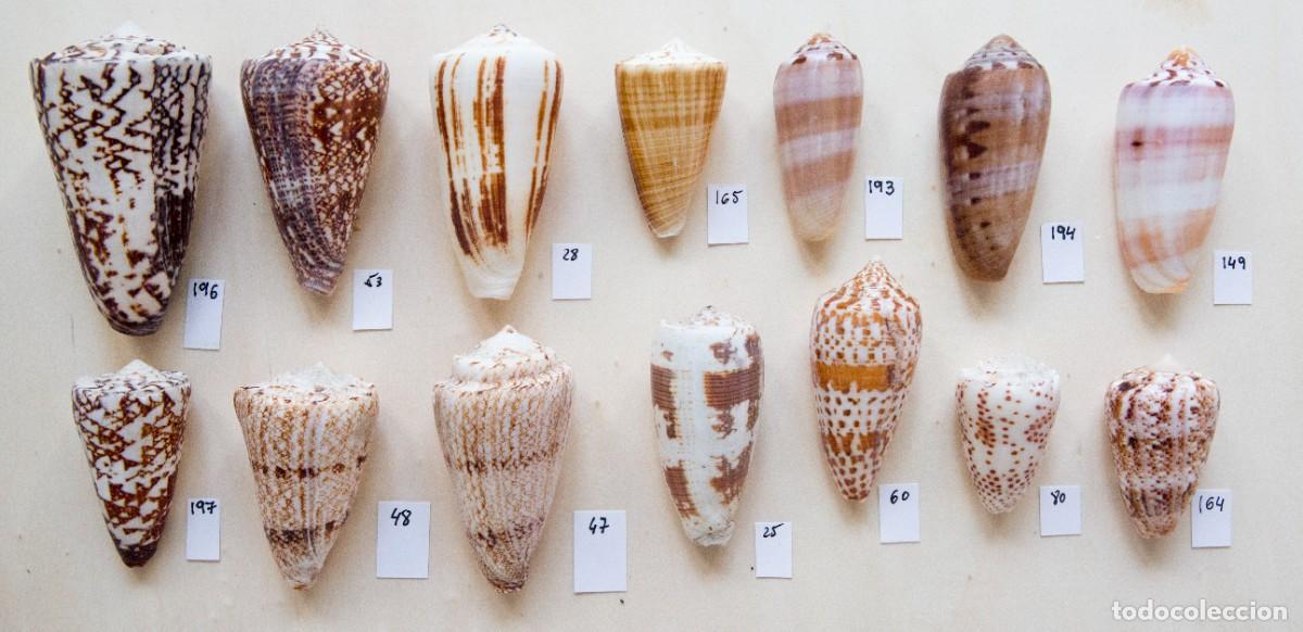 Coleccionismo de moluscos: Colecci&oacute;n de diferentes especies de Conus.