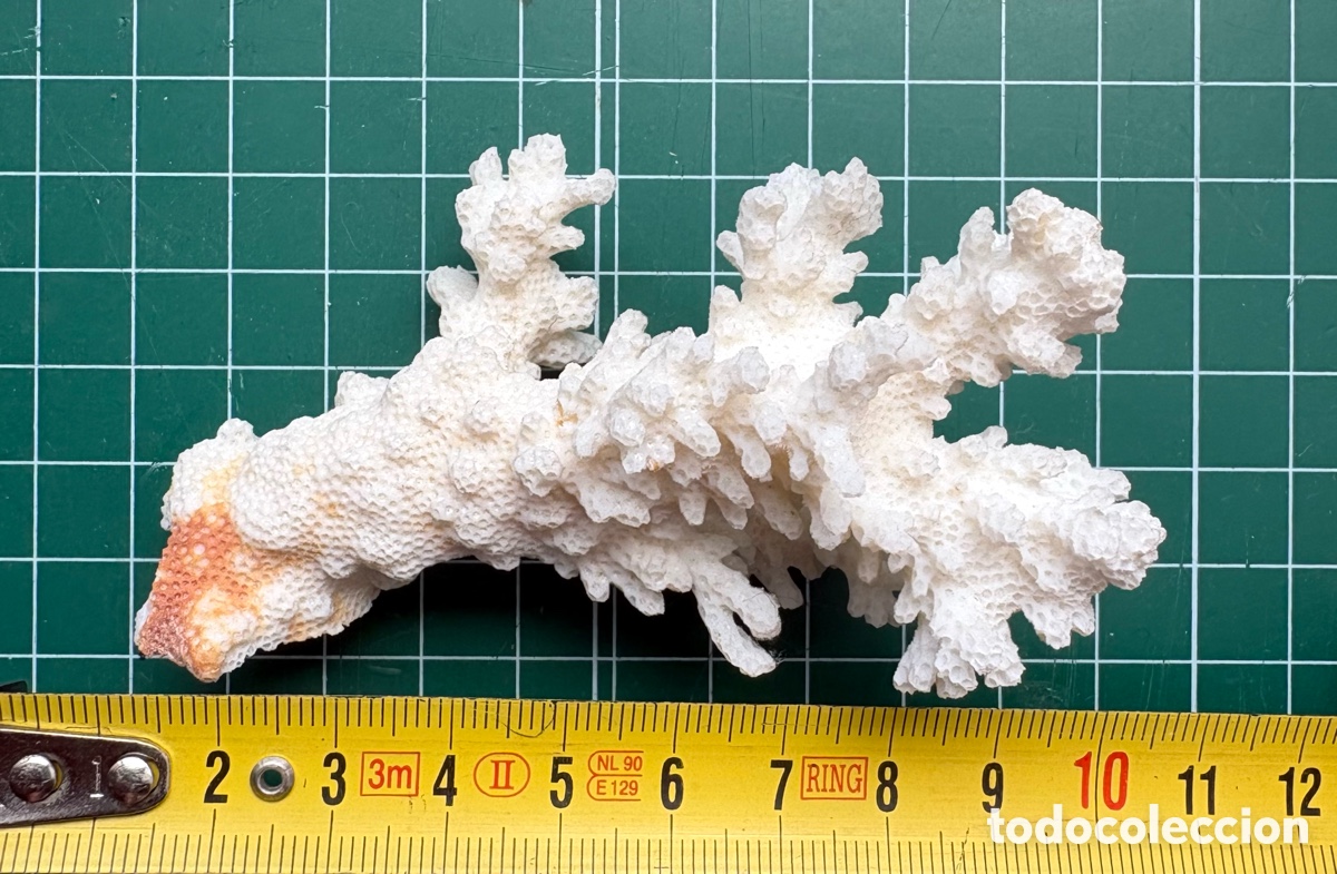 Coleccionismo de moluscos: Rama de Coral blanco f&oacute;sil