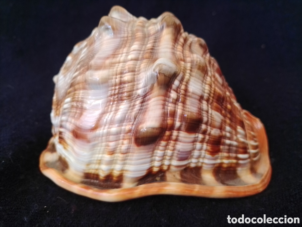 Coleccionismo de moluscos: Caracola marina 14cm - Foto 2